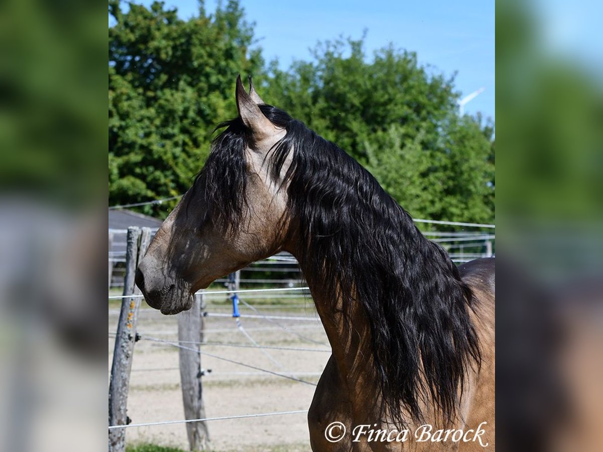 Andalusier Wallach 7 Jahre 161 cm Buckskin in Wiebelsheim