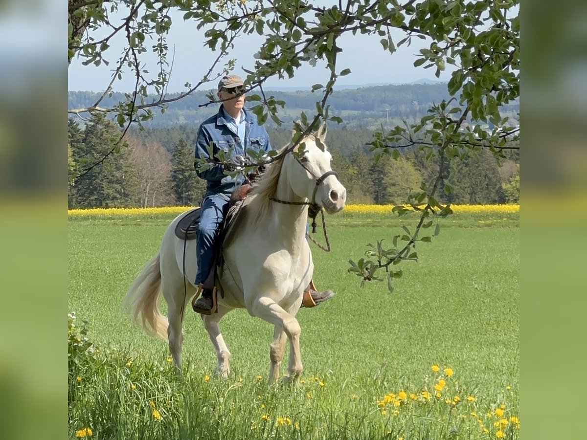 Andalusier Wallach 7 Jahre 161 cm Cremello in Simmersfeld