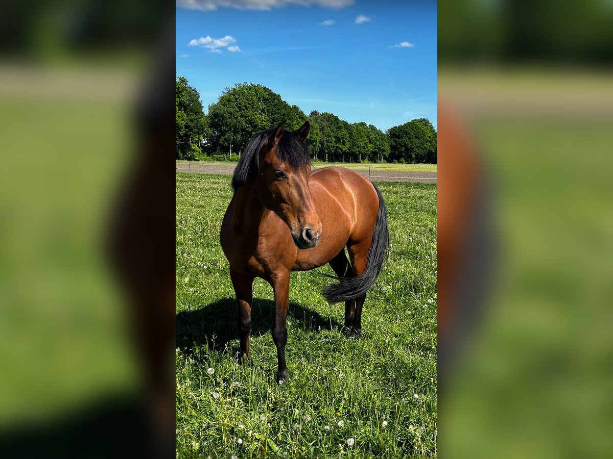 Andalusier Mix Wallach 7 Jahre 162 cm Brauner in H&#xF6;velhof