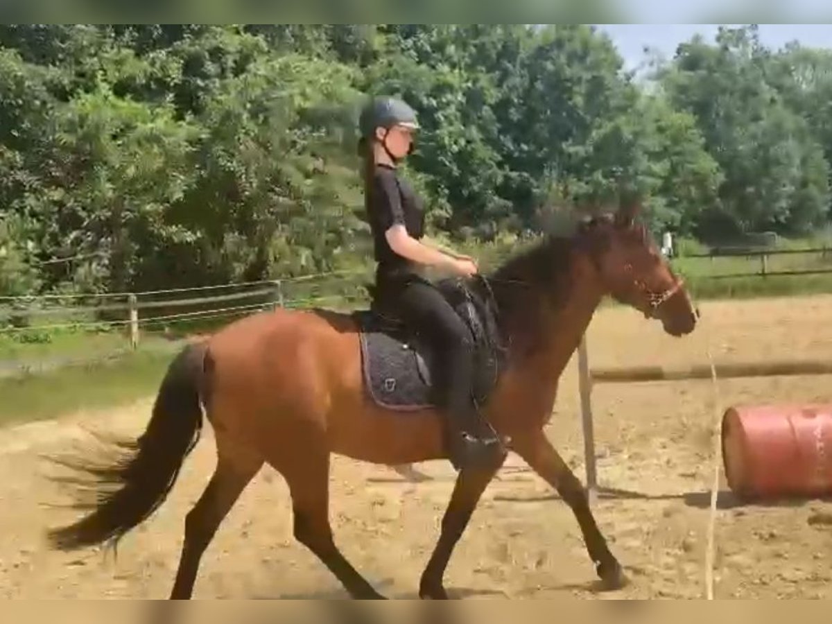 Andalusier Mix Wallach 7 Jahre 162 cm Brauner in Hövelhof
