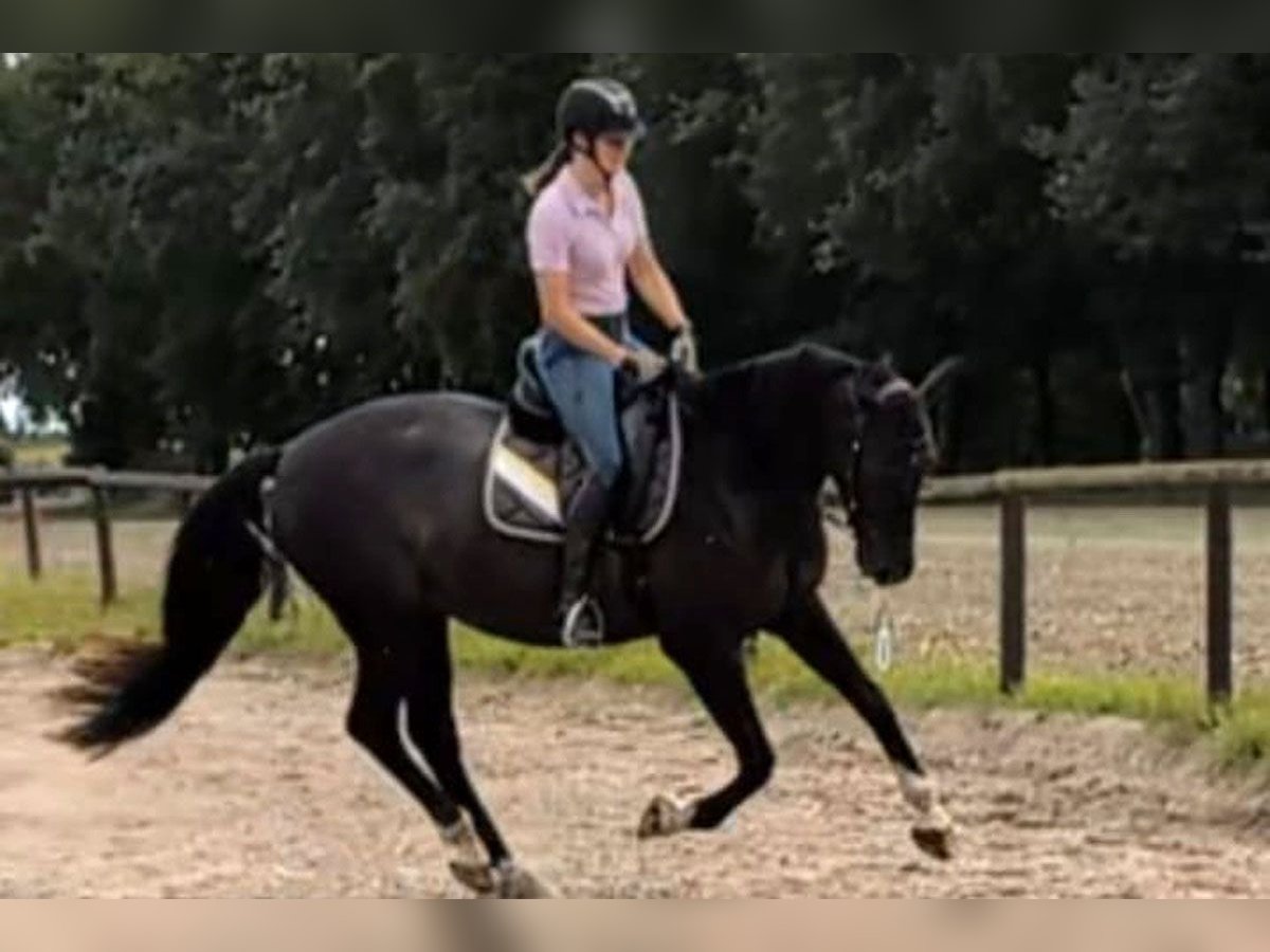 Andalusier Wallach 7 Jahre 164 cm Rappe in Wulmstorf