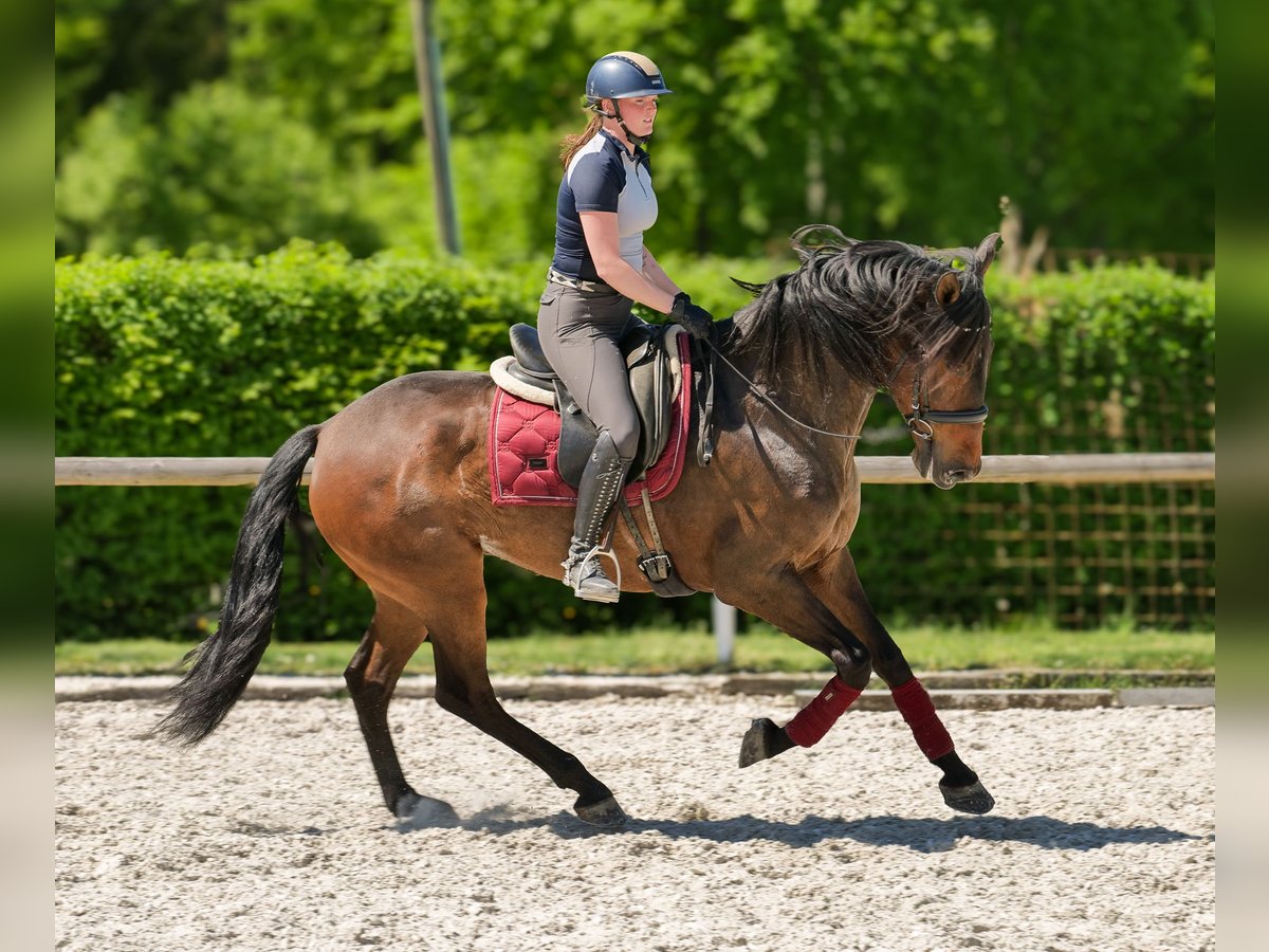Andalusier Wallach 7 Jahre 165 cm Brauner in Neustadt (Wied)