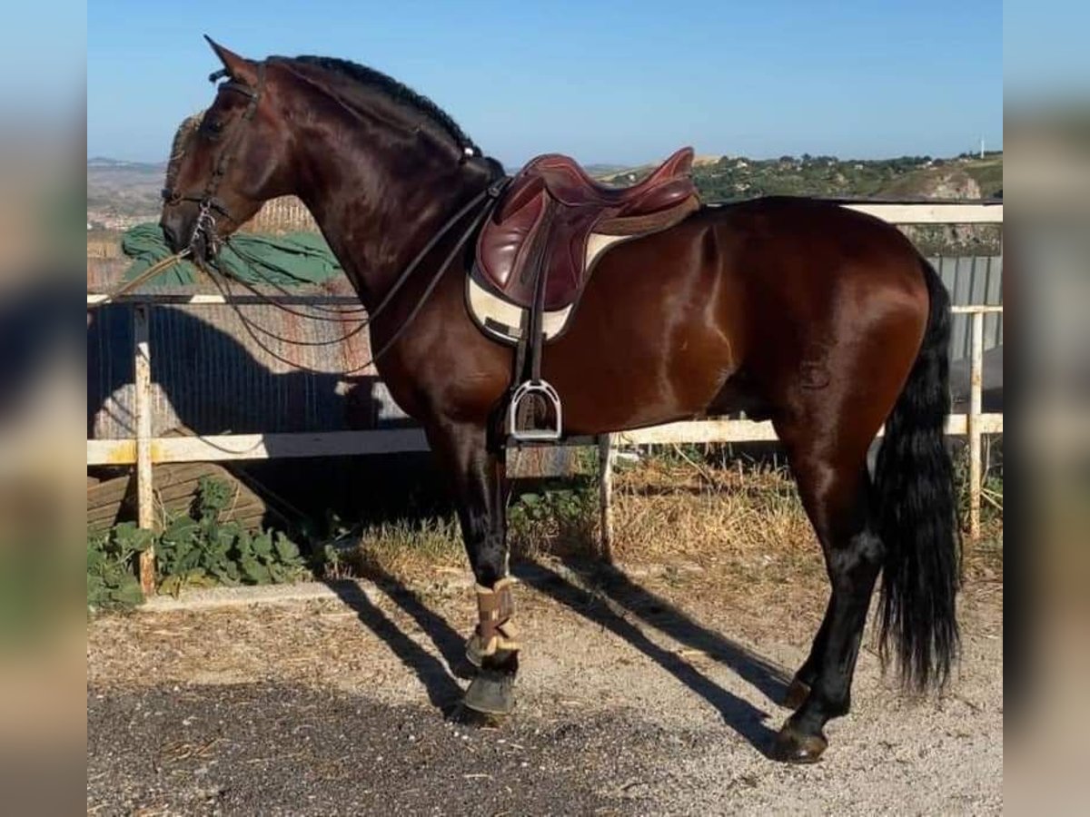 Andalusier Mix Wallach 7 Jahre 166 cm Dunkelfuchs in Herzberg am Harz