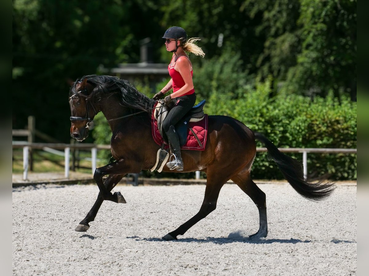 Andalusier Wallach 7 Jahre Dunkelbrauner in Neustadt (Wied)