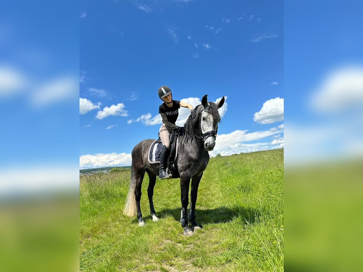 Andalusier Wallach 8 Jahre 157 cm Rappschimmel in Ofterdingen