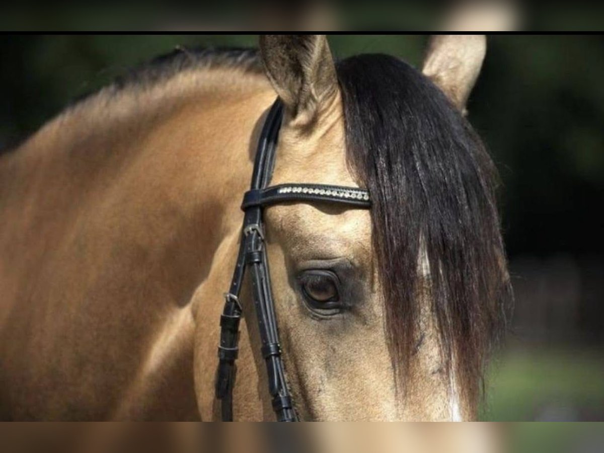Andalusier Wallach 8 Jahre 160 cm Buckskin in Herzberg am Harz