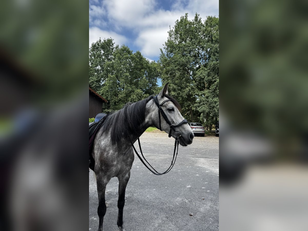 Andalusier Wallach 8 Jahre 162 cm Schimmel in Falkensee