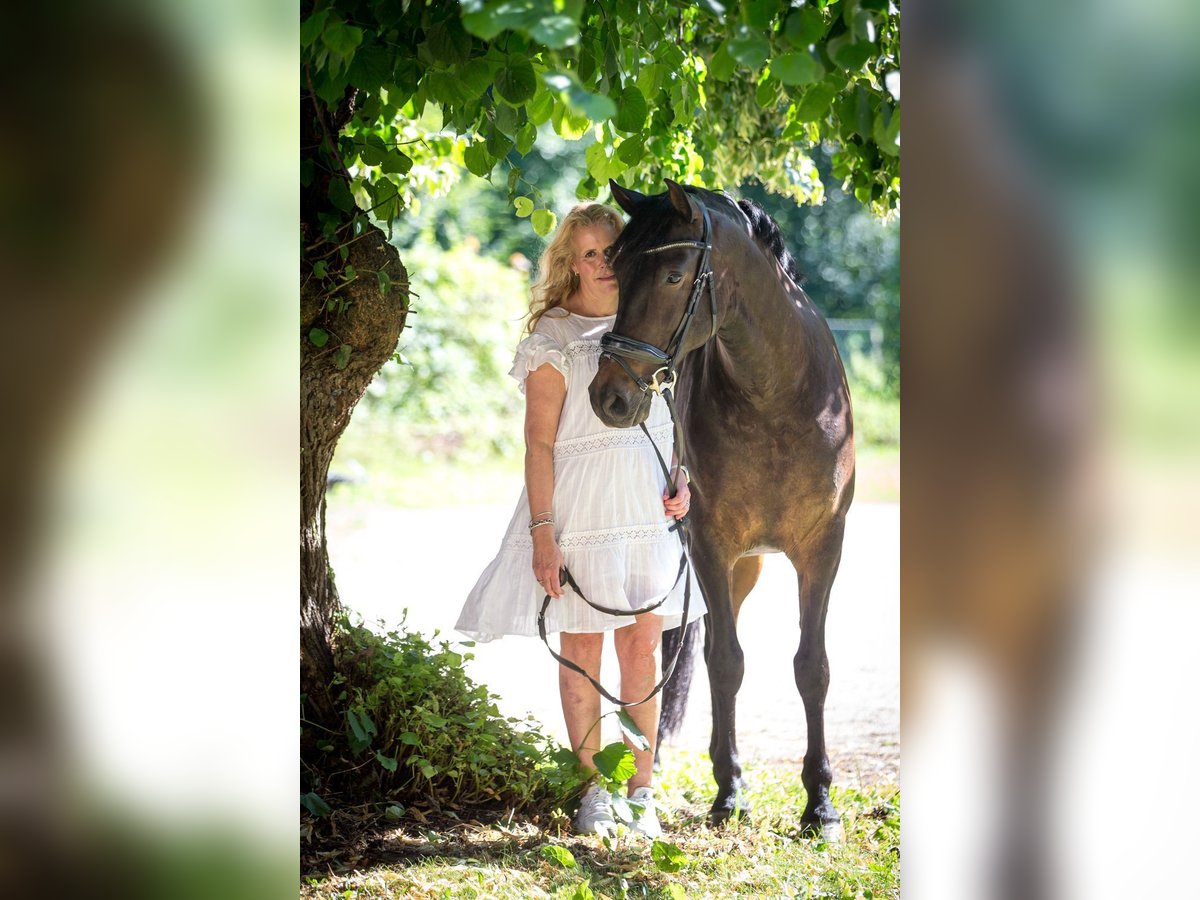 Andalusier Wallach 8 Jahre 165 cm Dunkelbrauner in Norderstedt