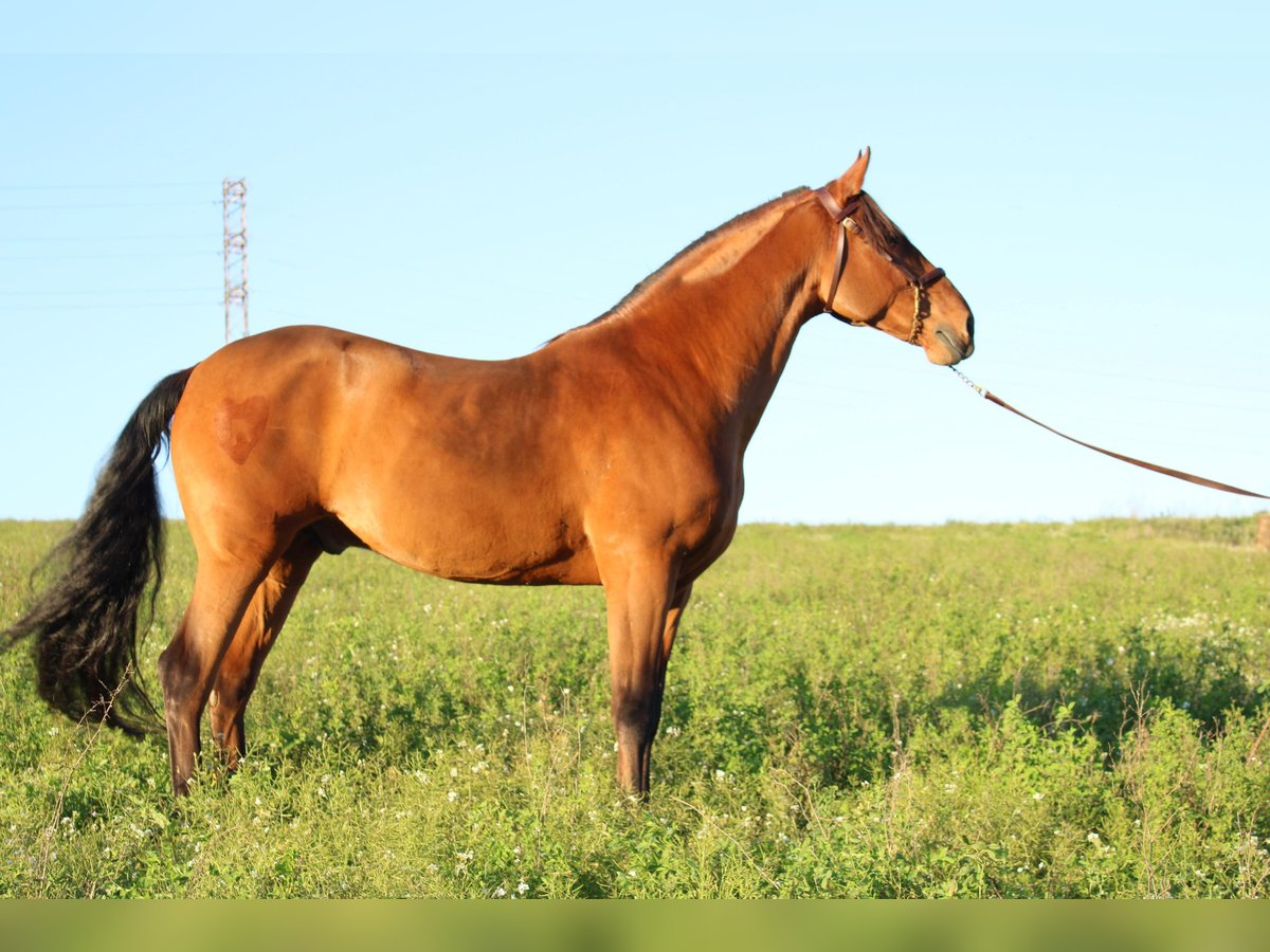 Andalusier Wallach 8 Jahre 166 cm Hellbrauner in Canet D&#39;Adri