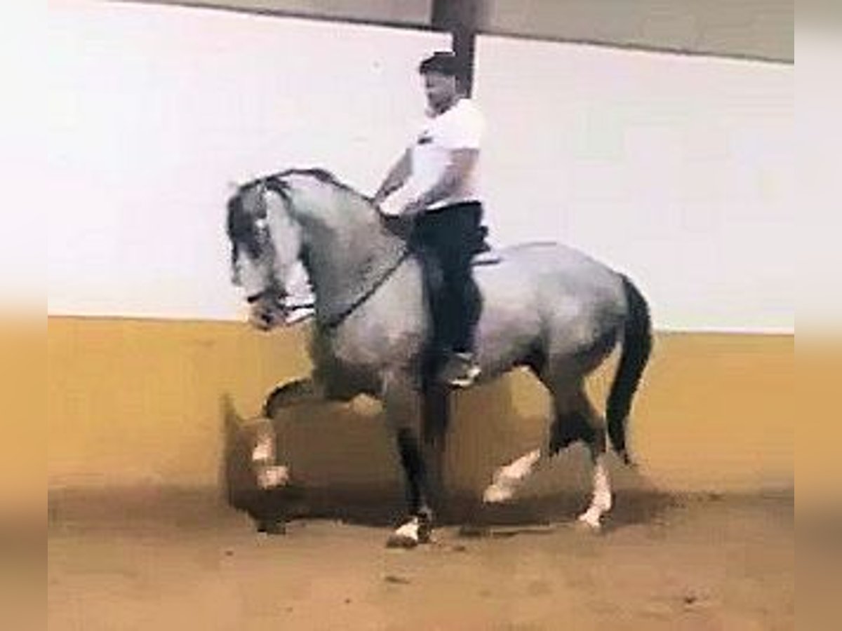 Andalusier Wallach 8 Jahre 169 cm Schimmel in Sanlucar De Barrameda