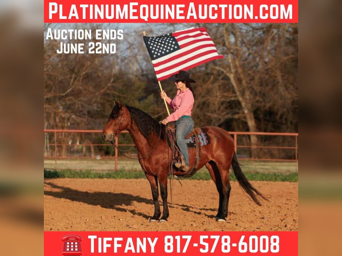 Andalusier Wallach 9 Jahre 147 cm Rotbrauner in Stephenville TX