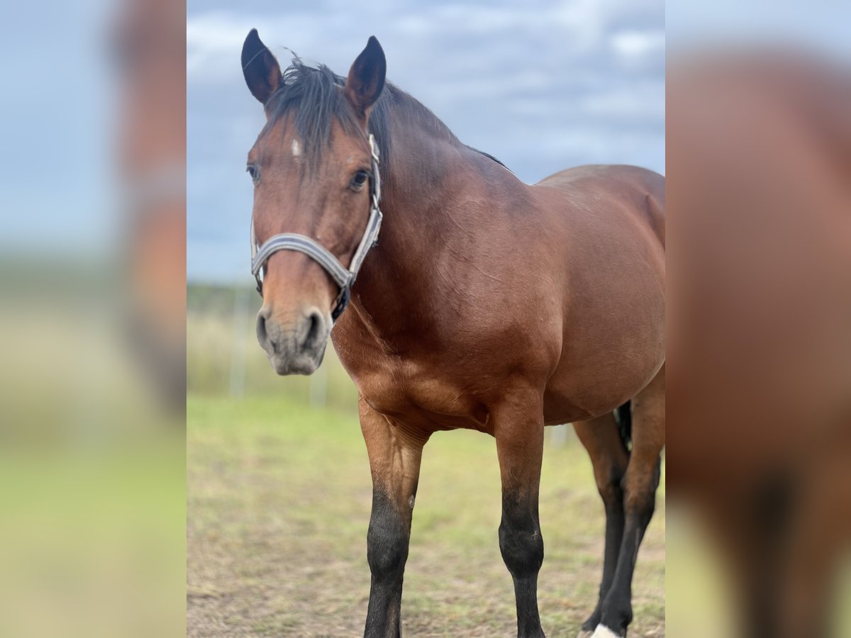 Andalusier Wallach 9 Jahre 150 cm Brauner in Aachen