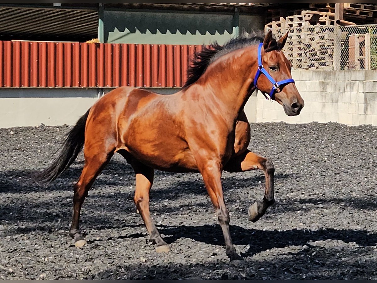 Andalusier Wallach 9 Jahre in Küssaberg