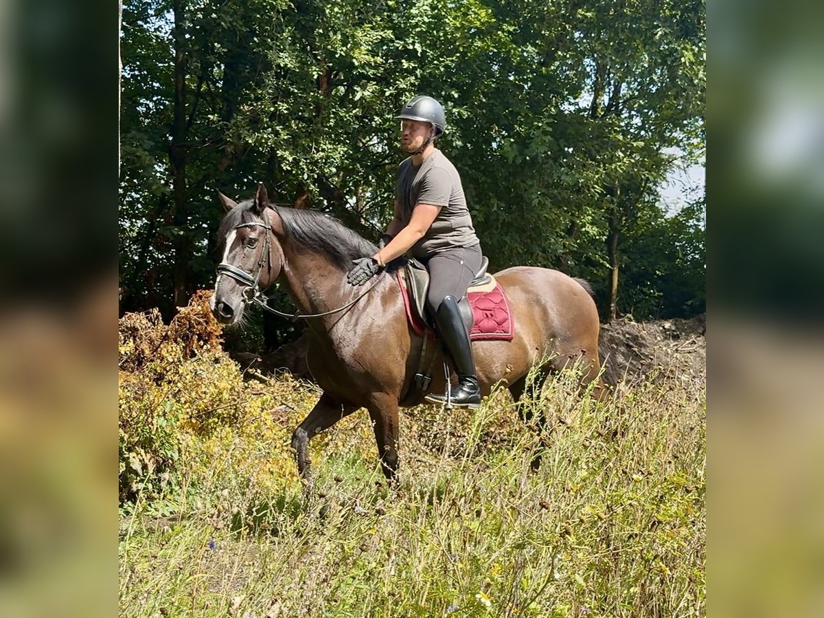 Andalusier Wallach Fohlen (04/2025) 160 cm Rappe in Neustadt (Wied)