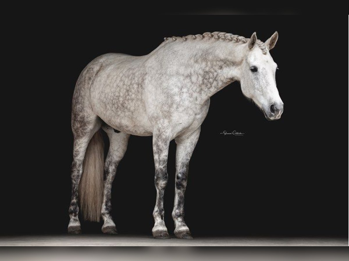 Andaluso Castrone 10 Anni 165 cm Grigio pezzato in Ocala FL