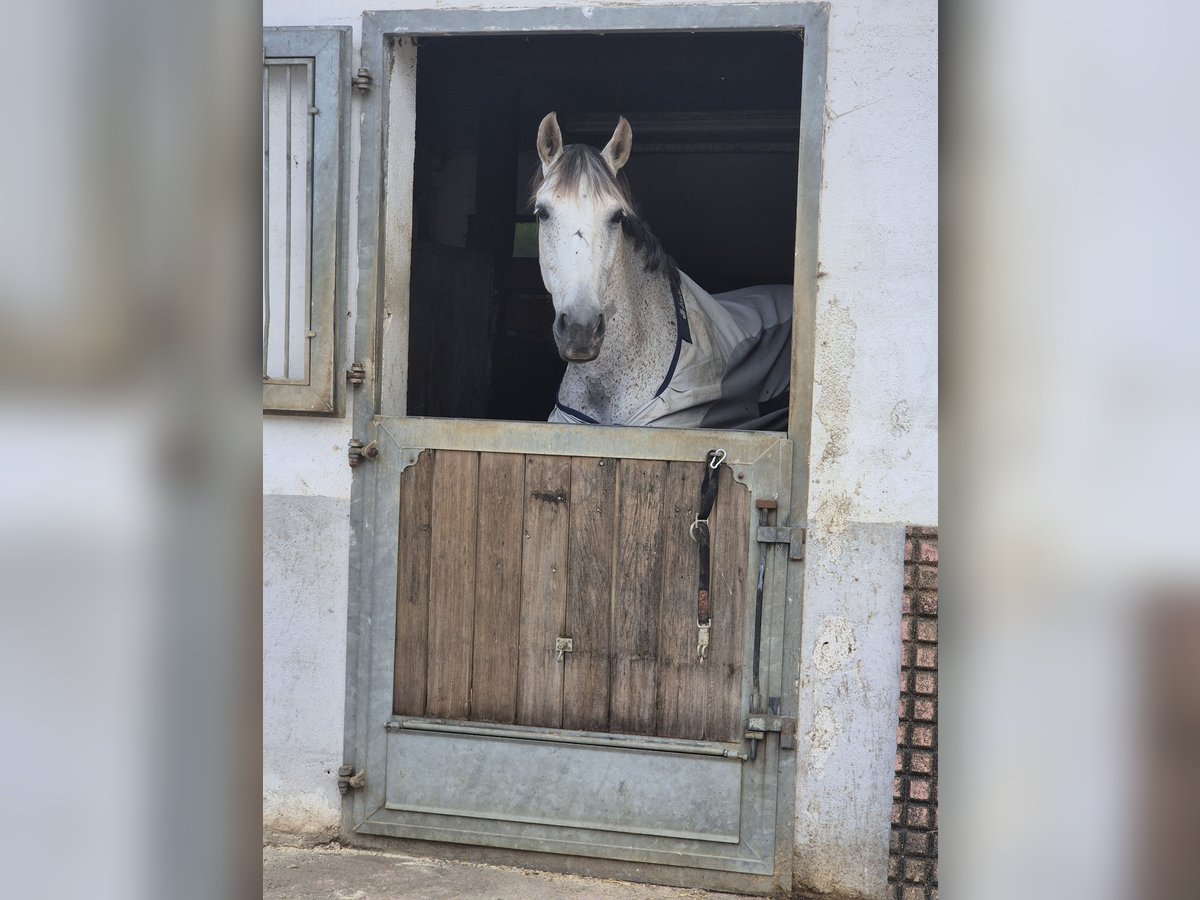 Andaluso Castrone 11 Anni 165 cm Grigio trotinato in Volkertshausen