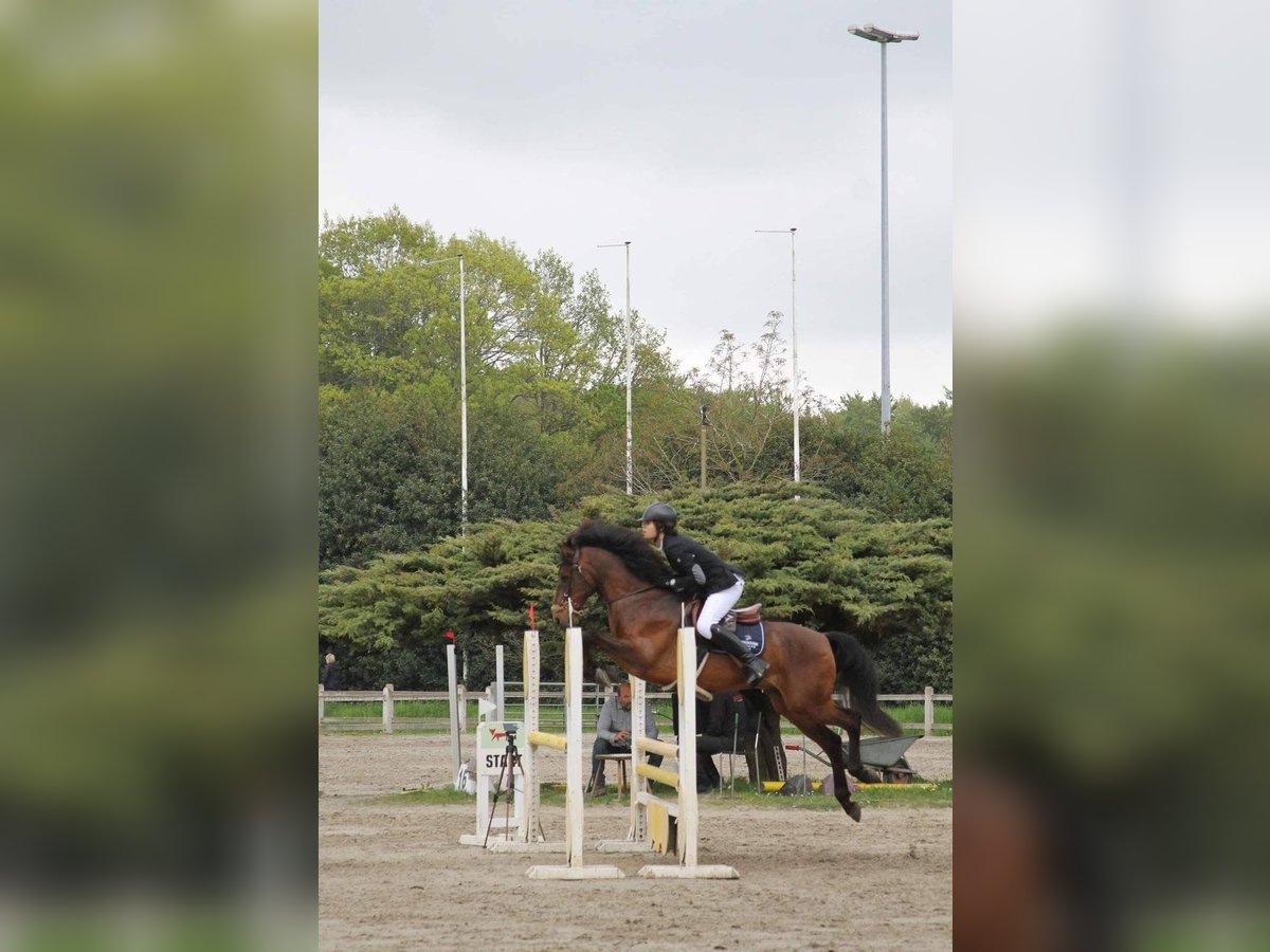 Andaluso Castrone 14 Anni 155 cm Baio in M&#xE9;vergnies-Lez-Lens