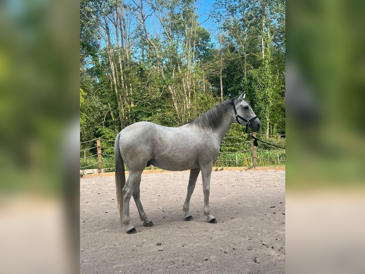 Andaluso Castrone 15 Anni 165 cm Grigio trotinato in Huisseau-sur-Mauves