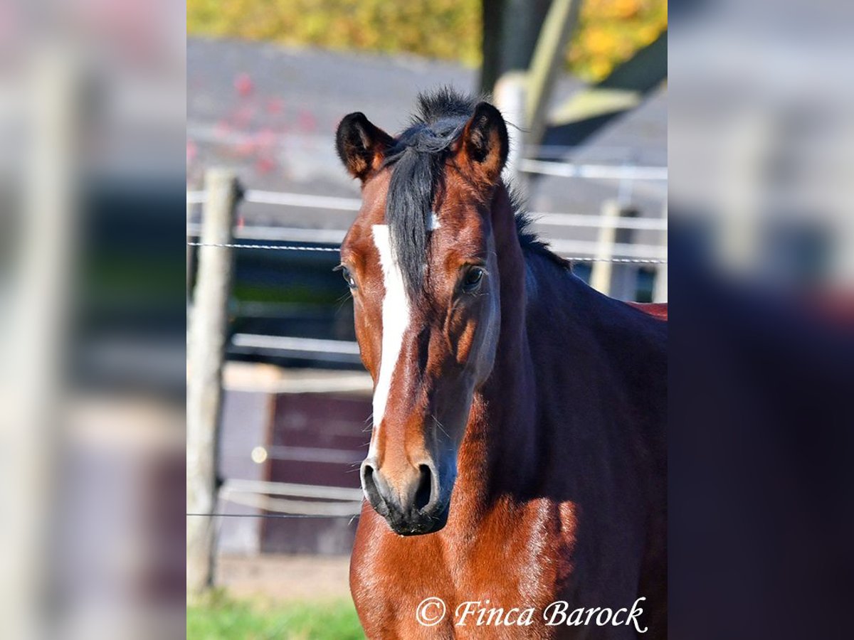 Andaluso Castrone 3 Anni 152 cm Baio in Wiebelsheim