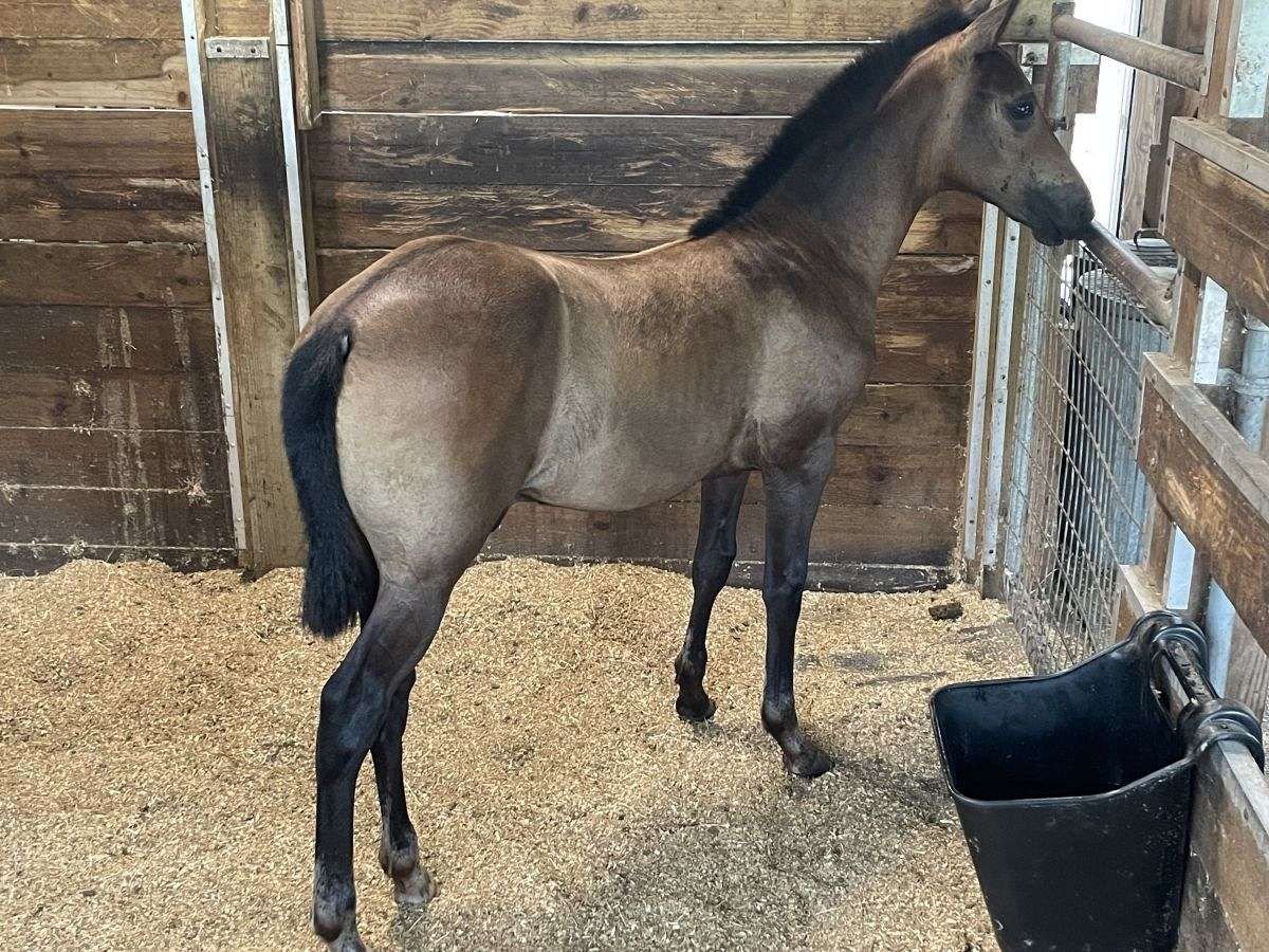 Andaluso Castrone 3 Anni 152 cm Baio ciliegia in Wellington