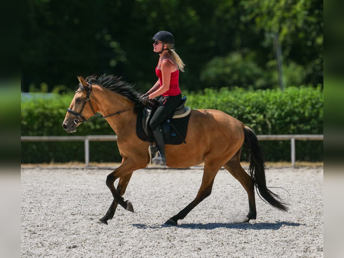 Andaluso Castrone 3 Anni 158 cm Falbo in Neustadt (Wied)