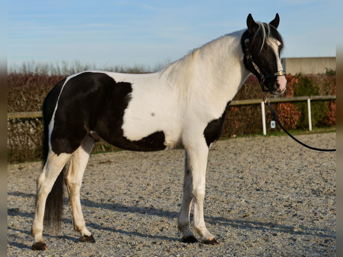 Andaluso Castrone 4 Anni 153 cm Pezzato in Neustadt (Wied)