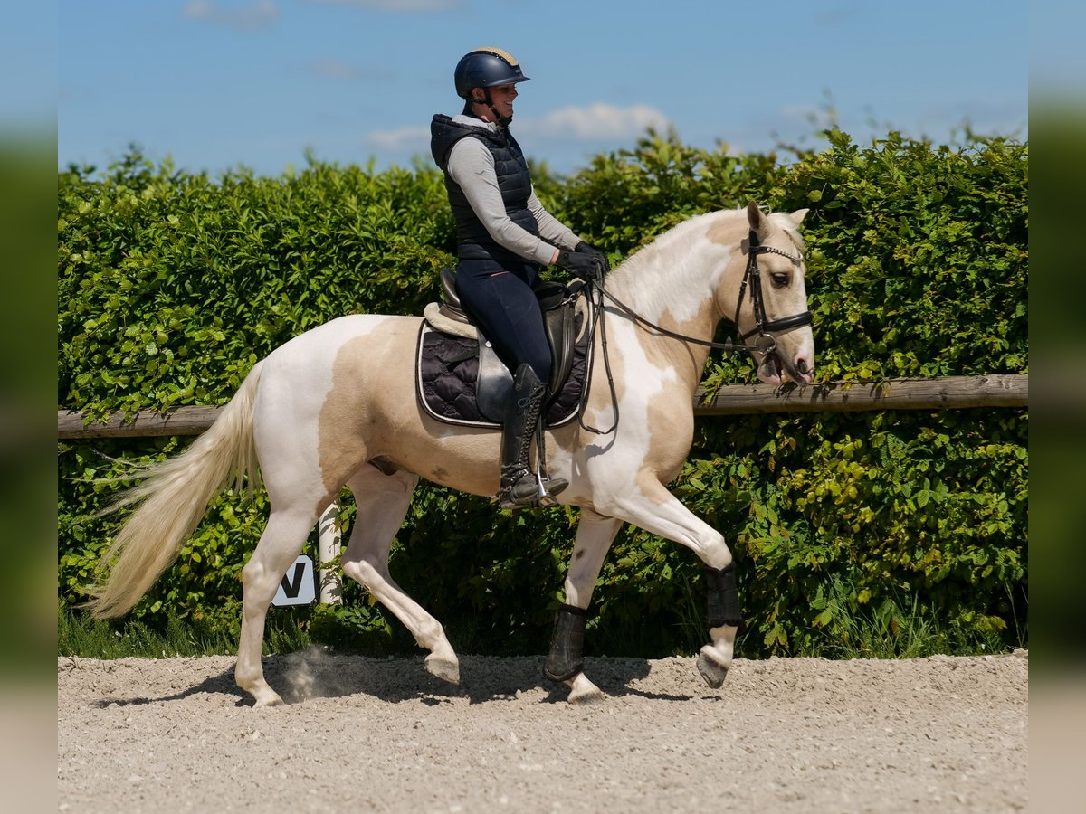Andaluso Castrone 4 Anni 154 cm Pezzato in Neustadt (Wied)