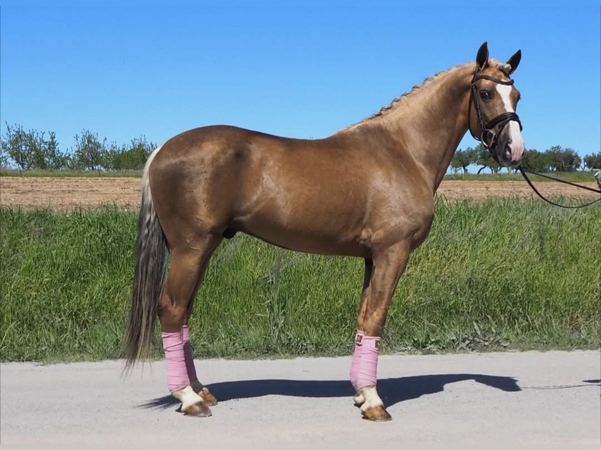 Andaluso Castrone 5 Anni 145 cm Palomino in Engen