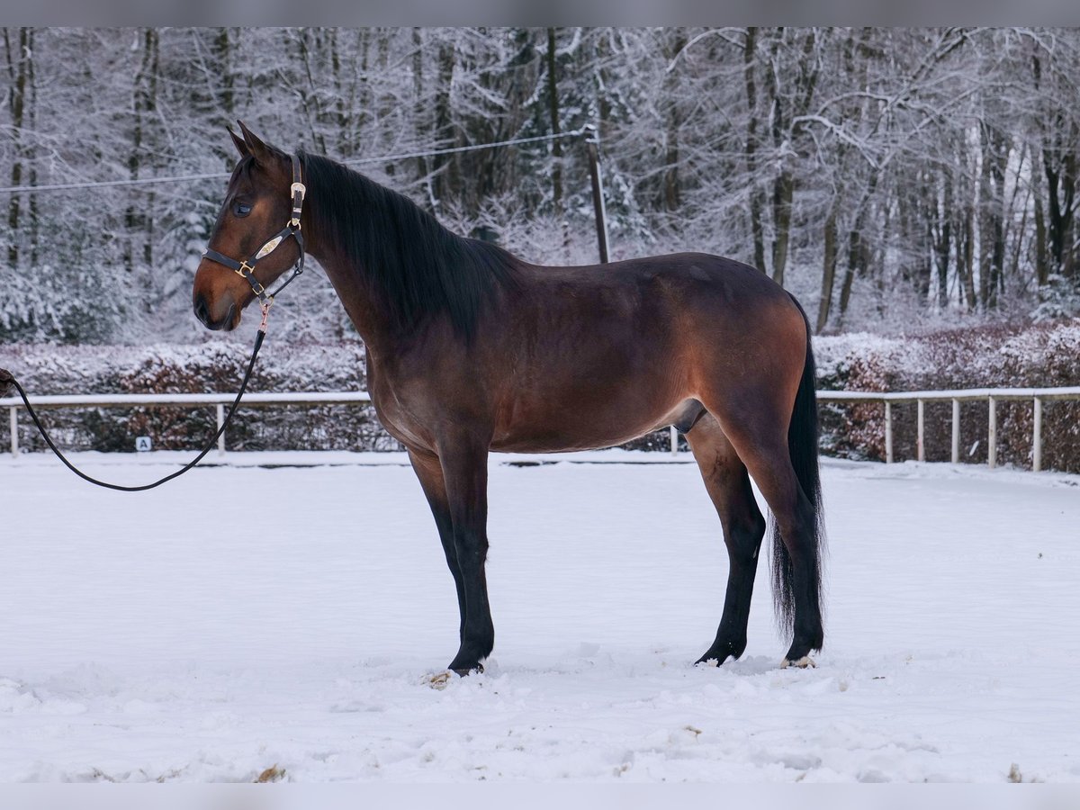 Andaluso Castrone 5 Anni 153 cm Baio in Neustadt (Wied)