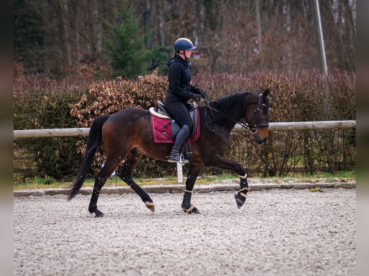 Andaluso Castrone 5 Anni 154 cm Baio scuro in Neustadt (Wied)