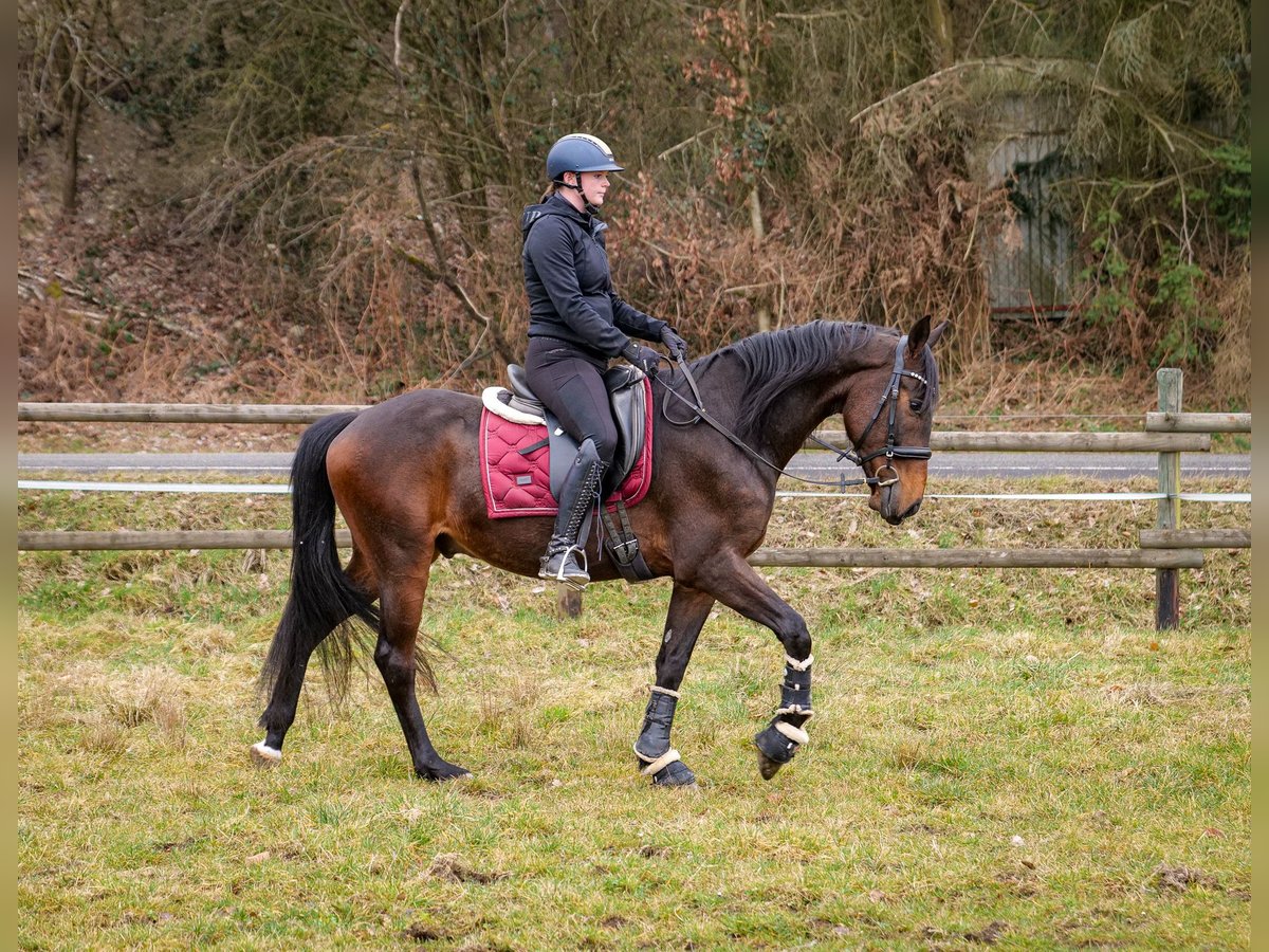 Andaluso Castrone 5 Anni 154 cm Baio scuro in Neustadt (Wied)