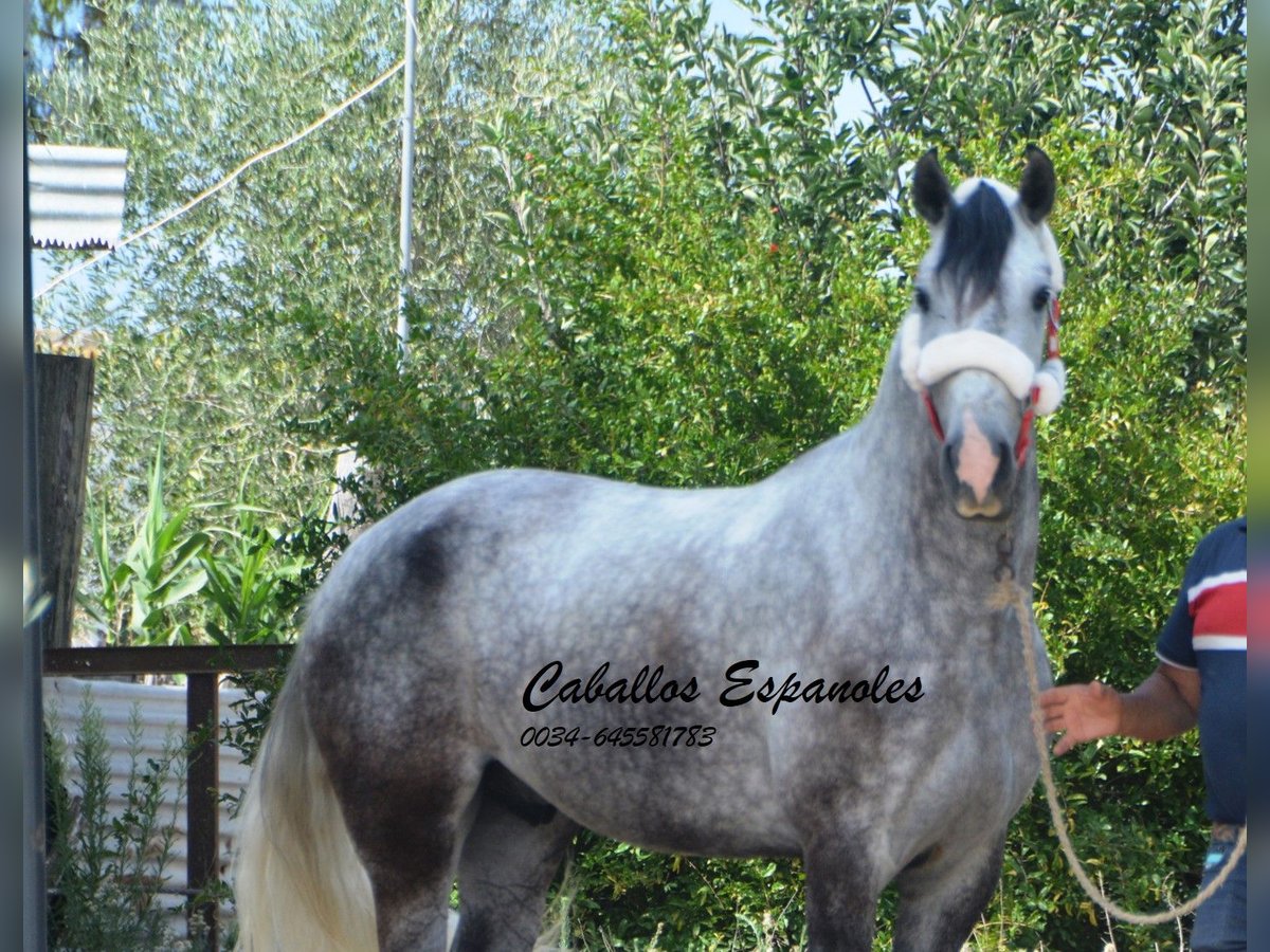 Andaluso Castrone 5 Anni 158 cm Grigio in Vejer de la Frontera