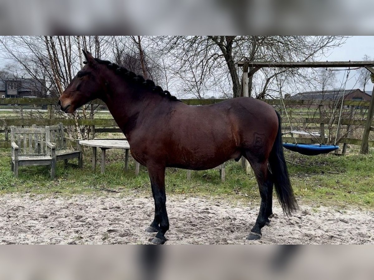 Andaluso Castrone 5 Anni 159 cm Baio scuro in Barneveld