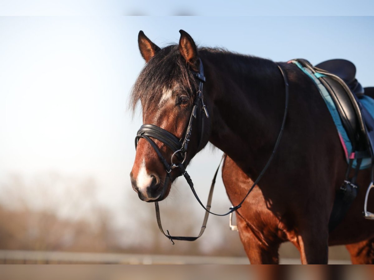 Andaluso Castrone 5 Anni 160 cm Baio scuro in Bad Neuenahr-Ahrweiler