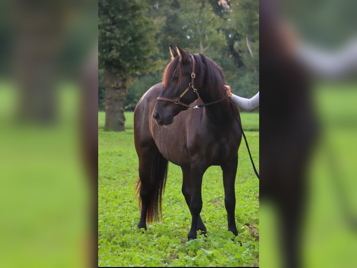 Andaluso Castrone 5 Anni 161 cm Baio nero in Steinfurt