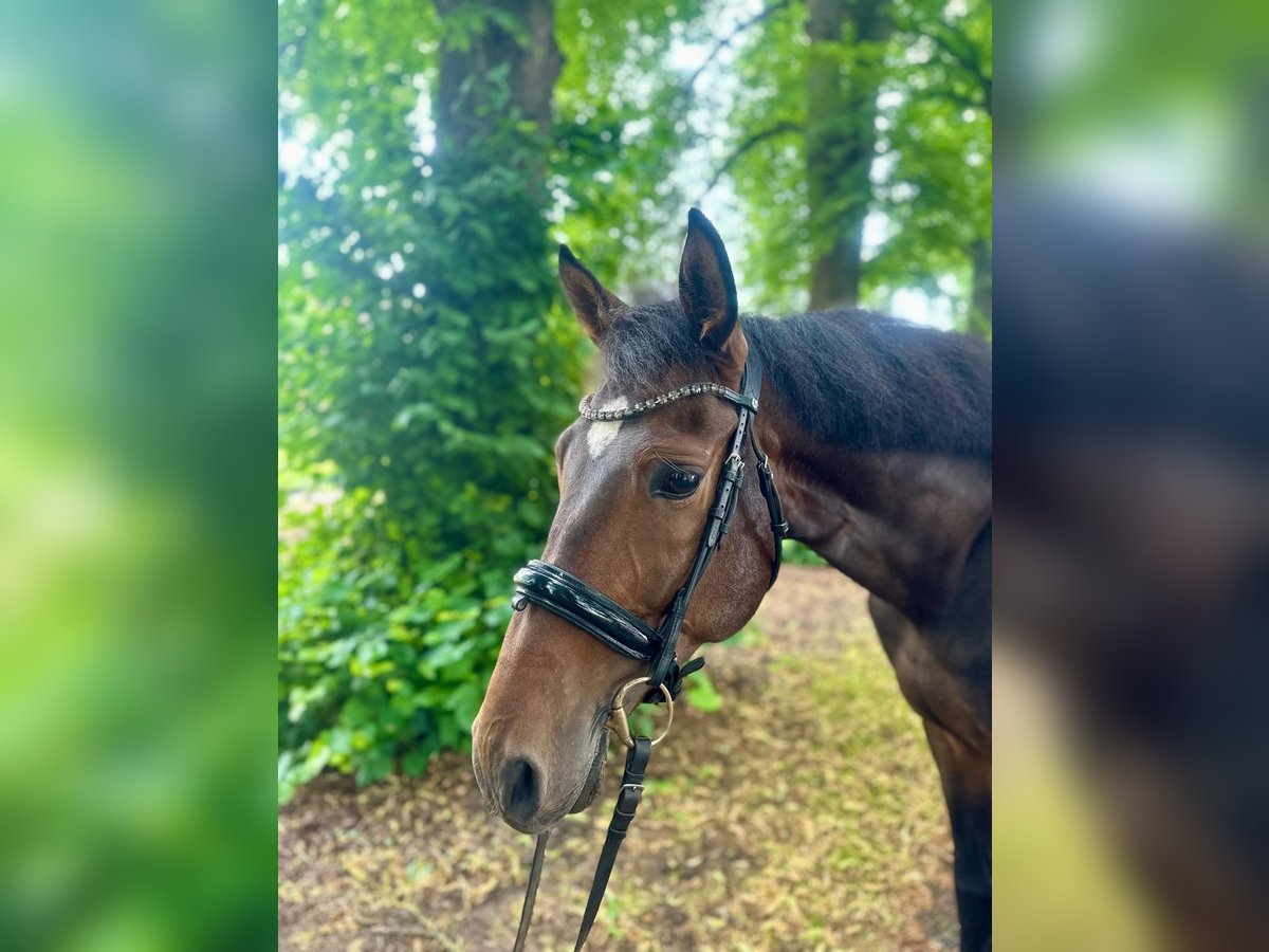 Andaluso Castrone 5 Anni 165 cm Baio scuro in Dalheim