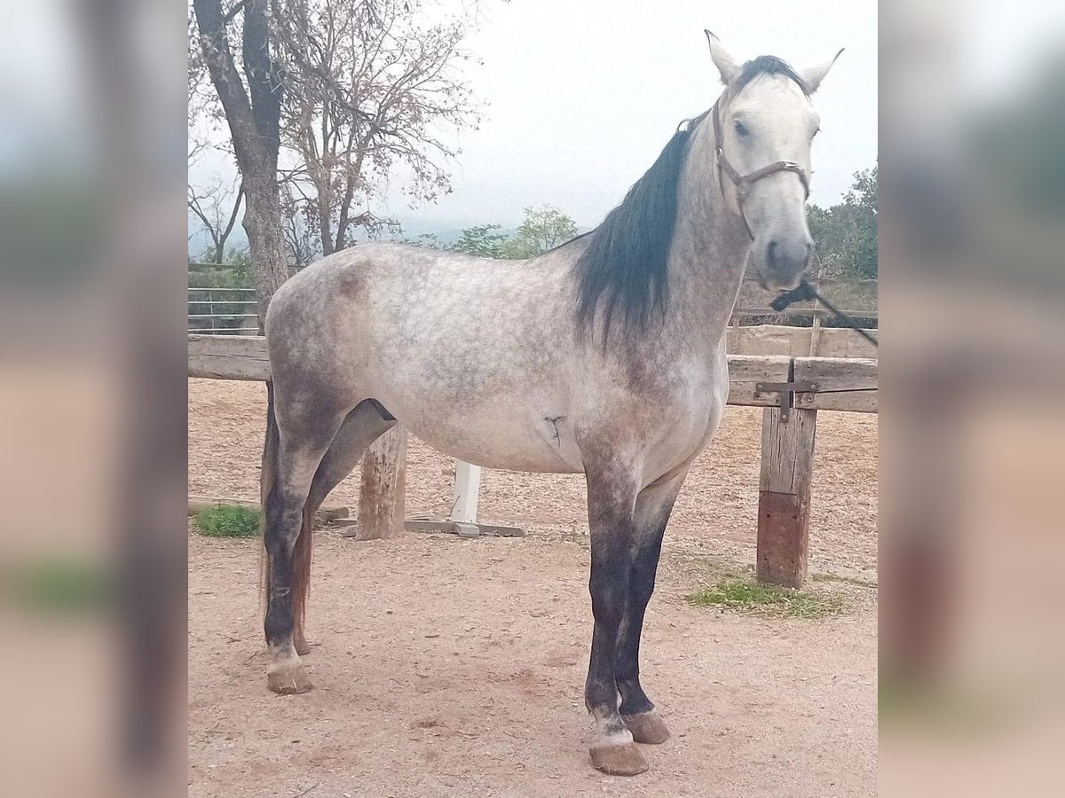 Andaluso Castrone 5 Anni 170 cm Grigio in Serinya