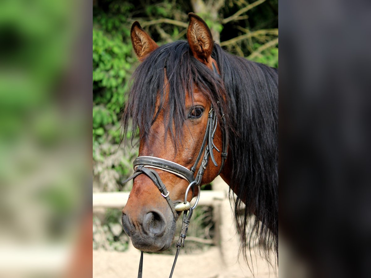 Andaluso Castrone 6 Anni 151 cm in Bad Mergentheim