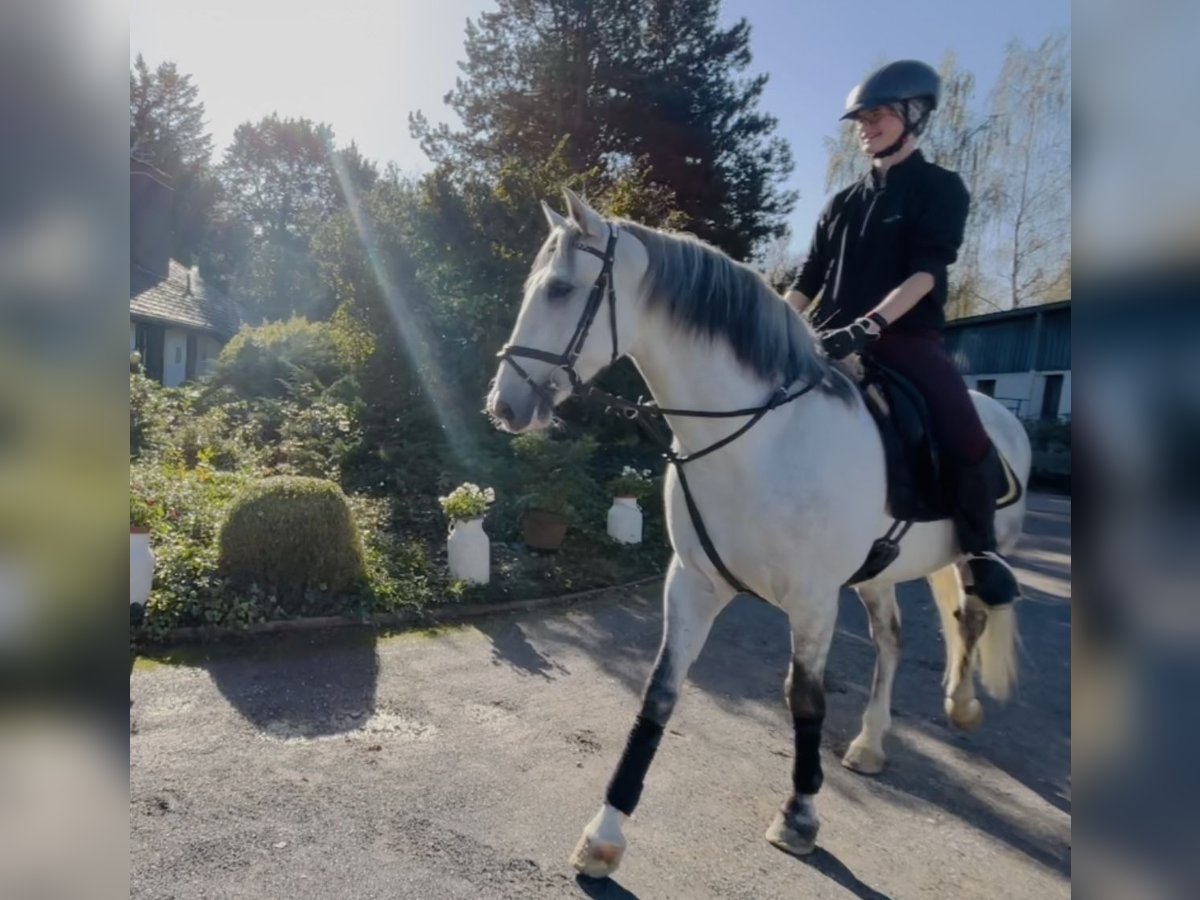 Andaluso Castrone 6 Anni 167 cm Grigio pezzato in HassendorfSottrum