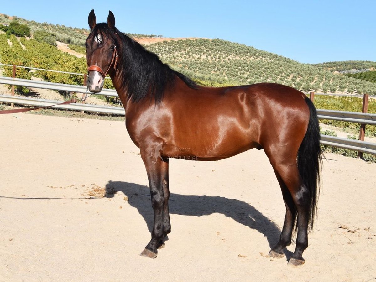 Andaluso Castrone 7 Anni 155 cm Baio in Provinz Cordoba