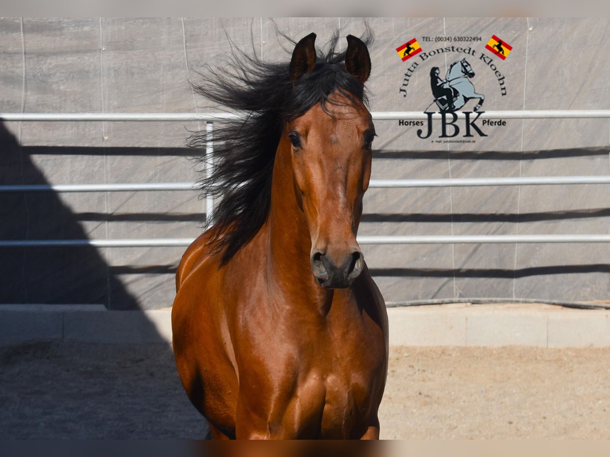 Andaluso Castrone 7 Anni 157 cm Baio in Tabernas Almeria