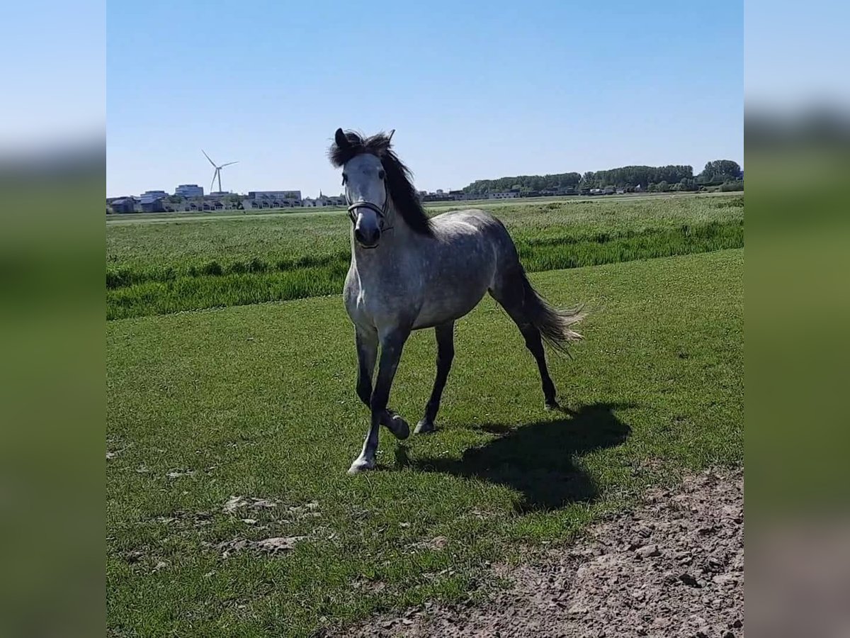 Andaluso Castrone 7 Anni 160 cm Grigio pezzato in Hamburg