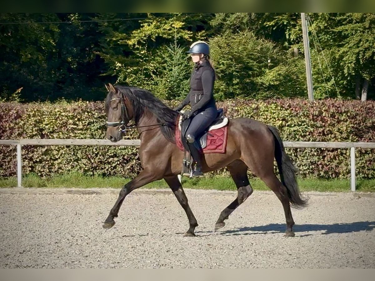 Andaluso Castrone 7 Anni Baio scuro in Neustadt (Wied)