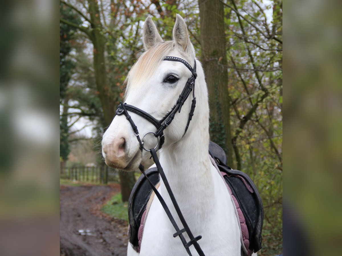 Andaluso Castrone 8 Anni 154 cm Grigio in Nettetal