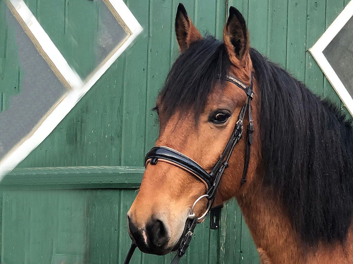 Andaluso Castrone 8 Anni 157 cm Baio in B&#xF6;tersen