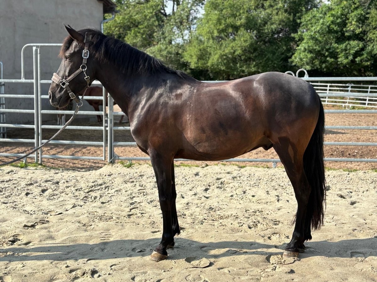 Andaluso Castrone 8 Anni 158 cm Morello in Geiselwind