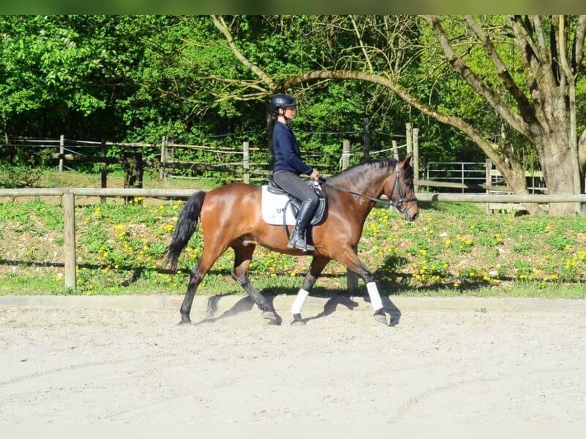Andaluso Castrone 8 Anni 159 cm Baio in Wellheim