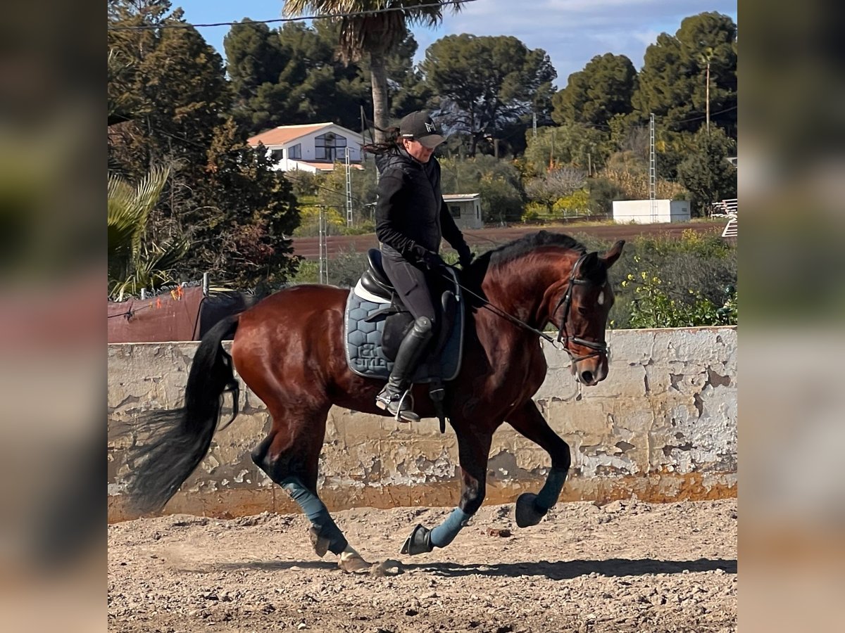 Andaluso Castrone 9 Anni 160 cm Baio scuro in Martfeld