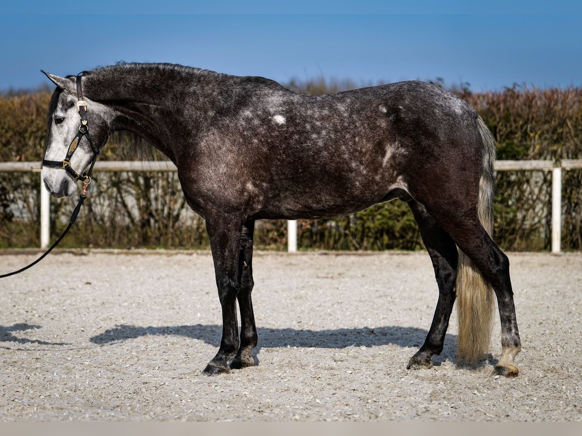 Andaluso Castrone 9 Anni 162 cm Grigio ferro in Neustadt (Wied)