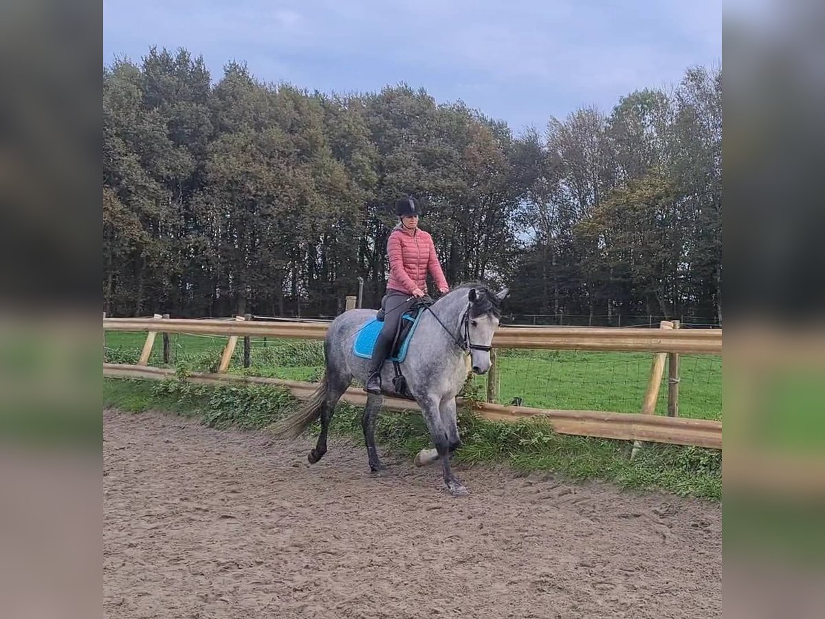 Andaluso Castrone 9 Anni Leardo in Bodman-Ludwigshafen